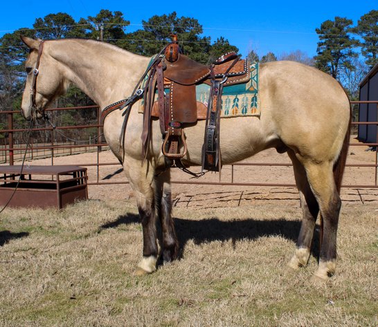 Image for Corsica Horse Sales Catalog Sale - SATURDAY, FEBRUARY 1ST - Corsica, South Dakota