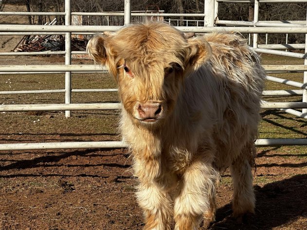 Image for Jones Livestock Auction THURSDAY FEBRUARY 6TH -  Jones, Oklahoma