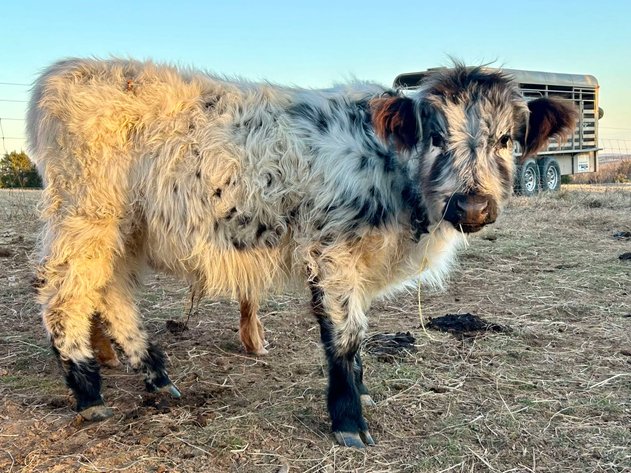 Image for Jones Livestock Auction THURSDAY FEBRUARY 6TH -  Jones, Oklahoma