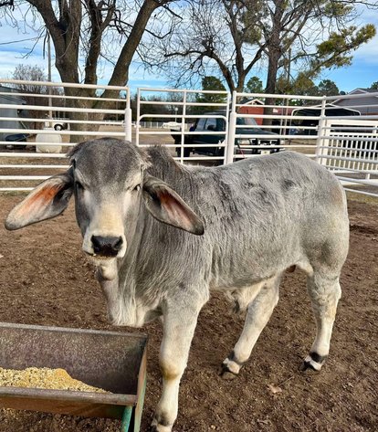 Image for Jones Livestock Auction THURSDAY FEBRUARY 6TH -  Jones, Oklahoma
