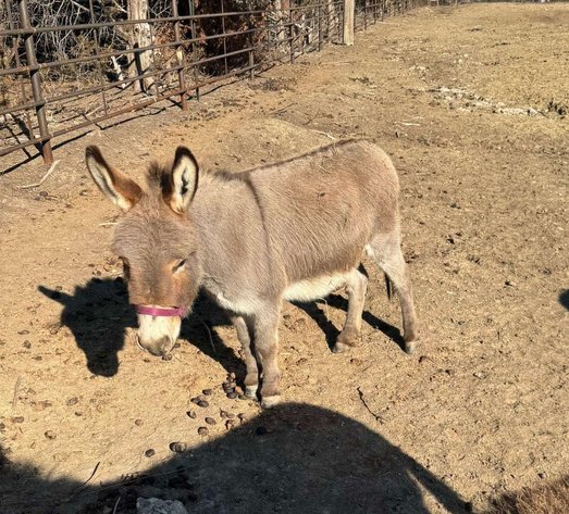 Image for Jones Livestock Auction MONTHLY HORSE & TACK SALE!   SATURDAY, FEBRUARY 8TH!