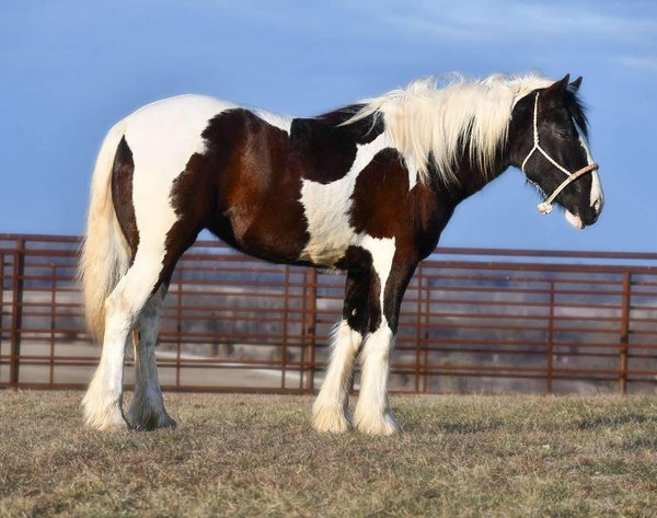 Image for Jones Livestock Auction MONTHLY HORSE & TACK SALE!   SATURDAY, FEBRUARY 8TH!