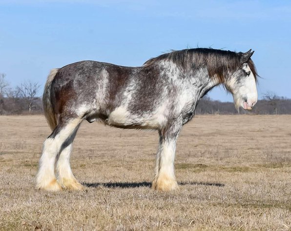 Image for DATE CHANGE Interstate Regional Stockyards TWO DAY FEBRUARY SPECIAL - DAY 2 - THURSDAY FEBRUARY 20TH