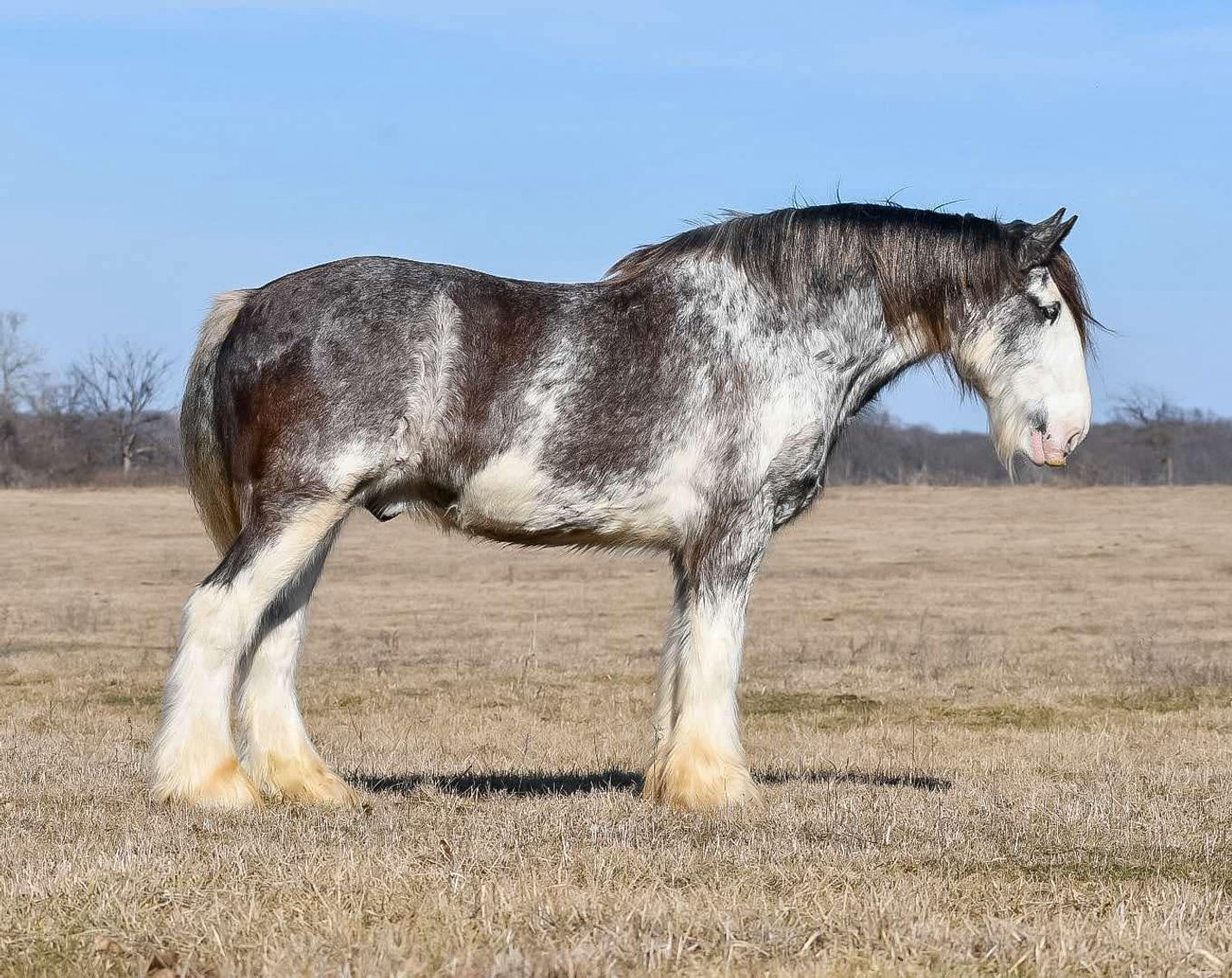 Image for DATE CHANGE Interstate Regional Stockyards TWO DAY FEBRUARY SPECIAL - DAY 2 - THURSDAY FEBRUARY 20TH