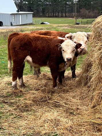 Image for Mize Horse Sale  SATURDAY FEBRUARY 15TH - Mize, Mississippi