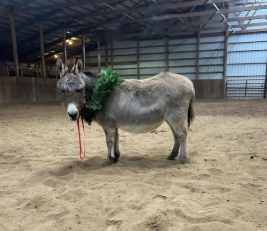 Image for Colfax Iowa Horse Sale - SUNDAY, FEBRUARY 16TH