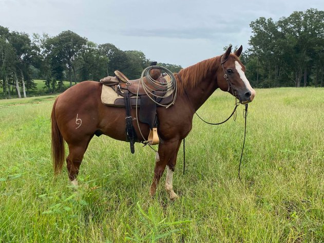 Image for Mize Horse Sale  SATURDAY FEBRUARY 15TH - Mize, Mississippi