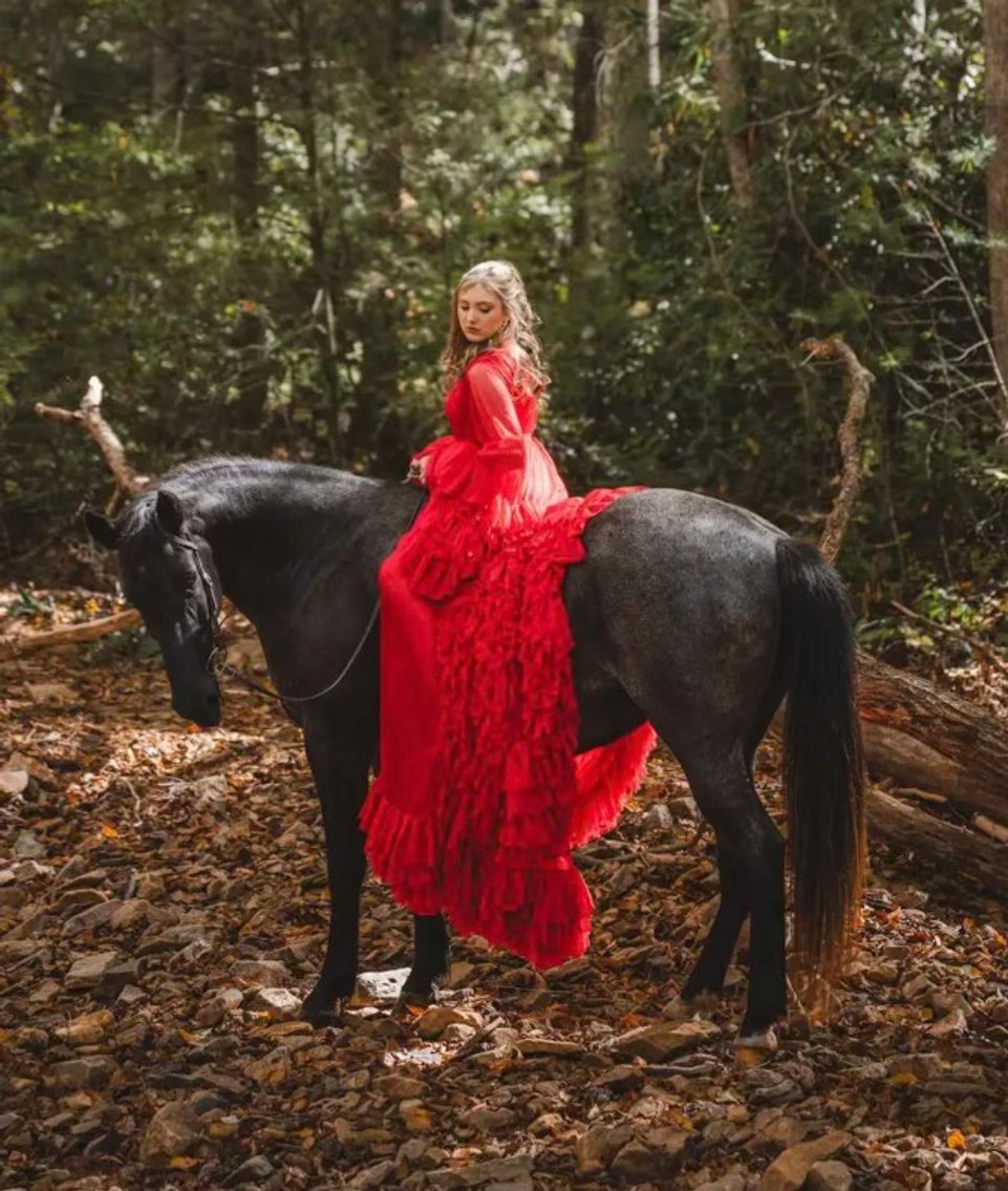 Image for East Tennessee 4B Gaited Horse Sale  White Pine, Tennessee - February 22nd