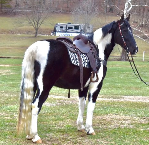 Image for East Tennessee 4B Gaited Horse Sale  White Pine, Tennessee - February 22nd