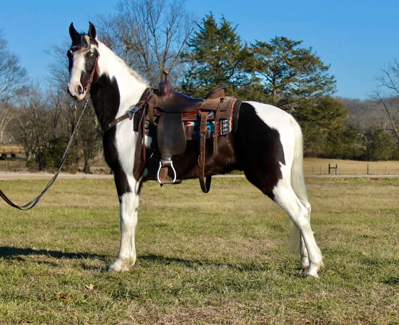 Image for East Tennessee 4B Gaited Horse Sale  White Pine, Tennessee - February 22nd