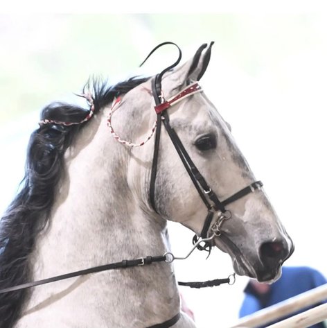 Image for East Tennessee 4B Gaited Horse Sale  White Pine, Tennessee - February 22nd