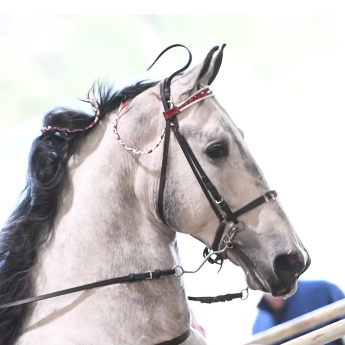 Image for East Tennessee 4B Gaited Horse Sale  White Pine, Tennessee - February 22nd