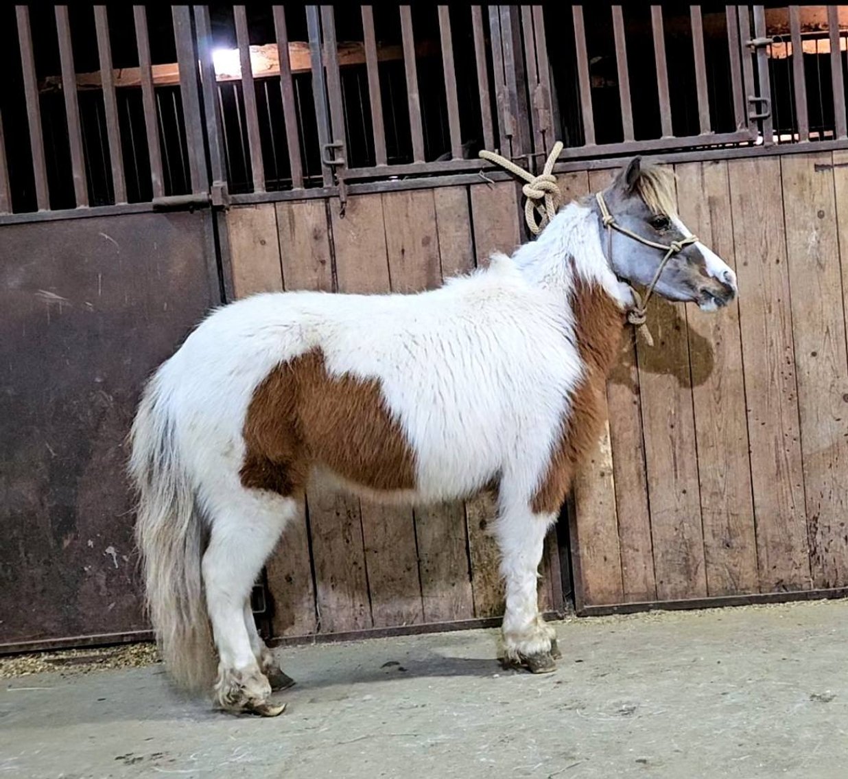 Image for Colfax Iowa Horse Sale - SUNDAY, FEBRUARY 16TH