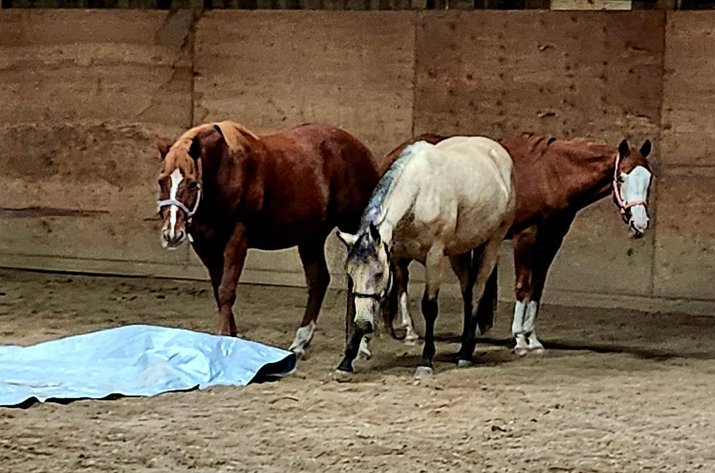 Image for Corsica Horse Sales Catalog Sale - SATURDAY, MARCH 1ST - Corsica, South Dakota