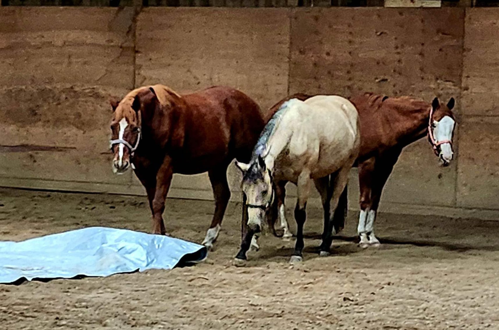 Image for Corsica Horse Sales Catalog Sale - SATURDAY, MARCH 1ST - Corsica, South Dakota