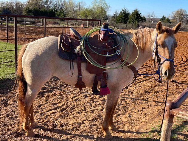 Image for Jones Livestock Auction MONTHLY HORSE & TACK SALE!   SATURDAY, MARCH 8TH!