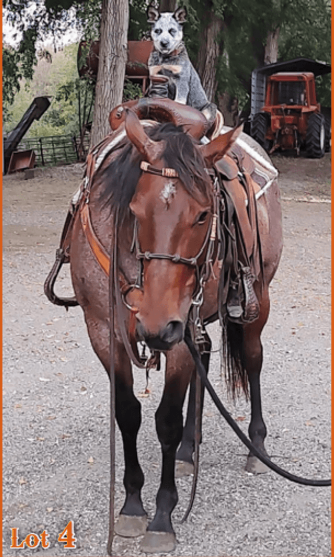 Image for Hermanson-Kist Spring All Breed Horse Sale - Mandan, North Dakota March 15th