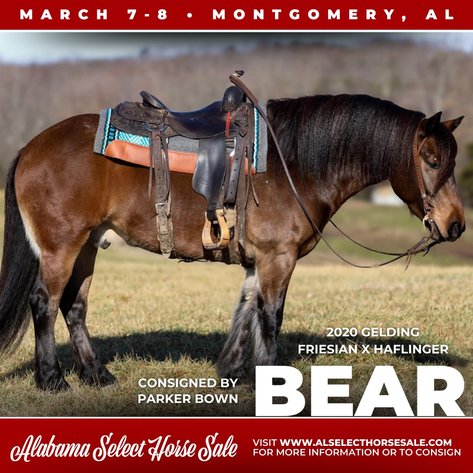 Image for Alabama Select Horse Sale - SATURDAY, MARCH 8TH - Montgomery, AL