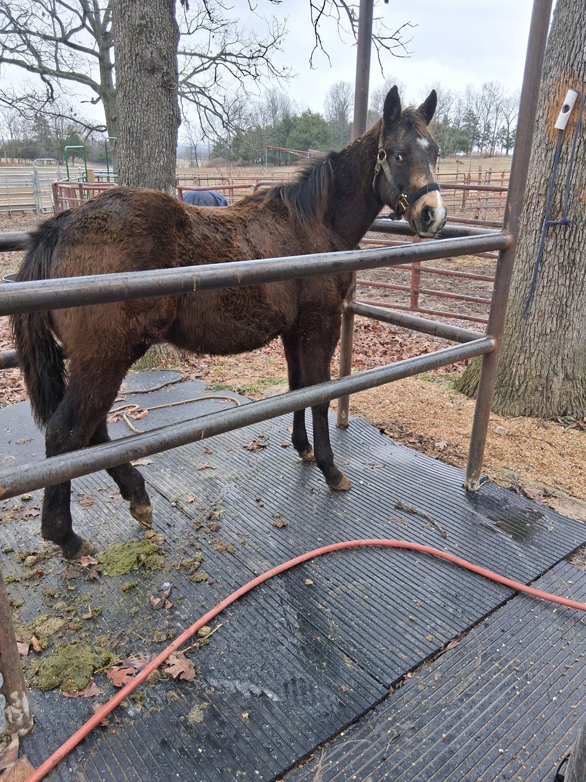 Image for Lolli Livestock Inc. Catalog Horse Sale - DAY ONE - FRIDAY, FEBRUARY 28TH - Macon, Missouri
