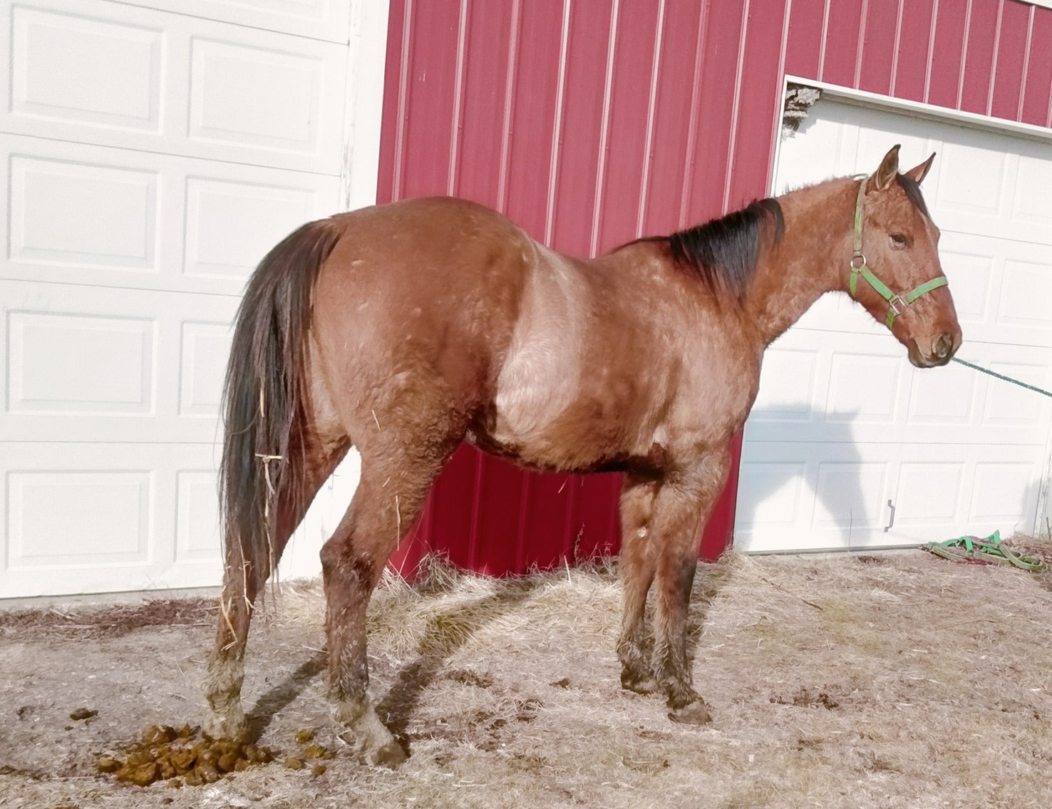 Image for Lolli Livestock Inc. Catalog Horse Sale - DAY TWO - SATURDAY, MARCH 1ST - Macon, Missouri