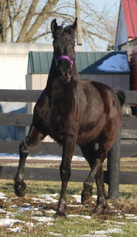 Image for DATE CHANGE Interstate Regional Stockyards TWO DAY FEBRUARY SPECIAL - DAY 2 - THURSDAY FEBRUARY 20TH