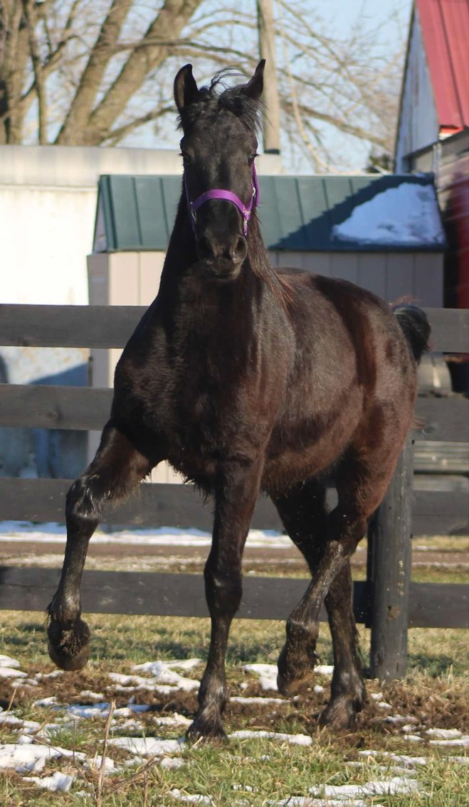 Image for DATE CHANGE Interstate Regional Stockyards TWO DAY FEBRUARY SPECIAL - DAY 2 - THURSDAY FEBRUARY 20TH