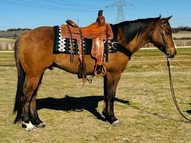 Image for Springfield Livestock Horse Sale FRIDAY FEBRUARY 28TH - Springfield, MO