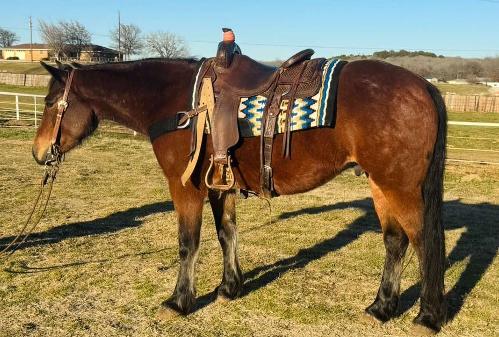 Image for Springfield Livestock Horse Sale FRIDAY FEBRUARY 28TH - Springfield, MO