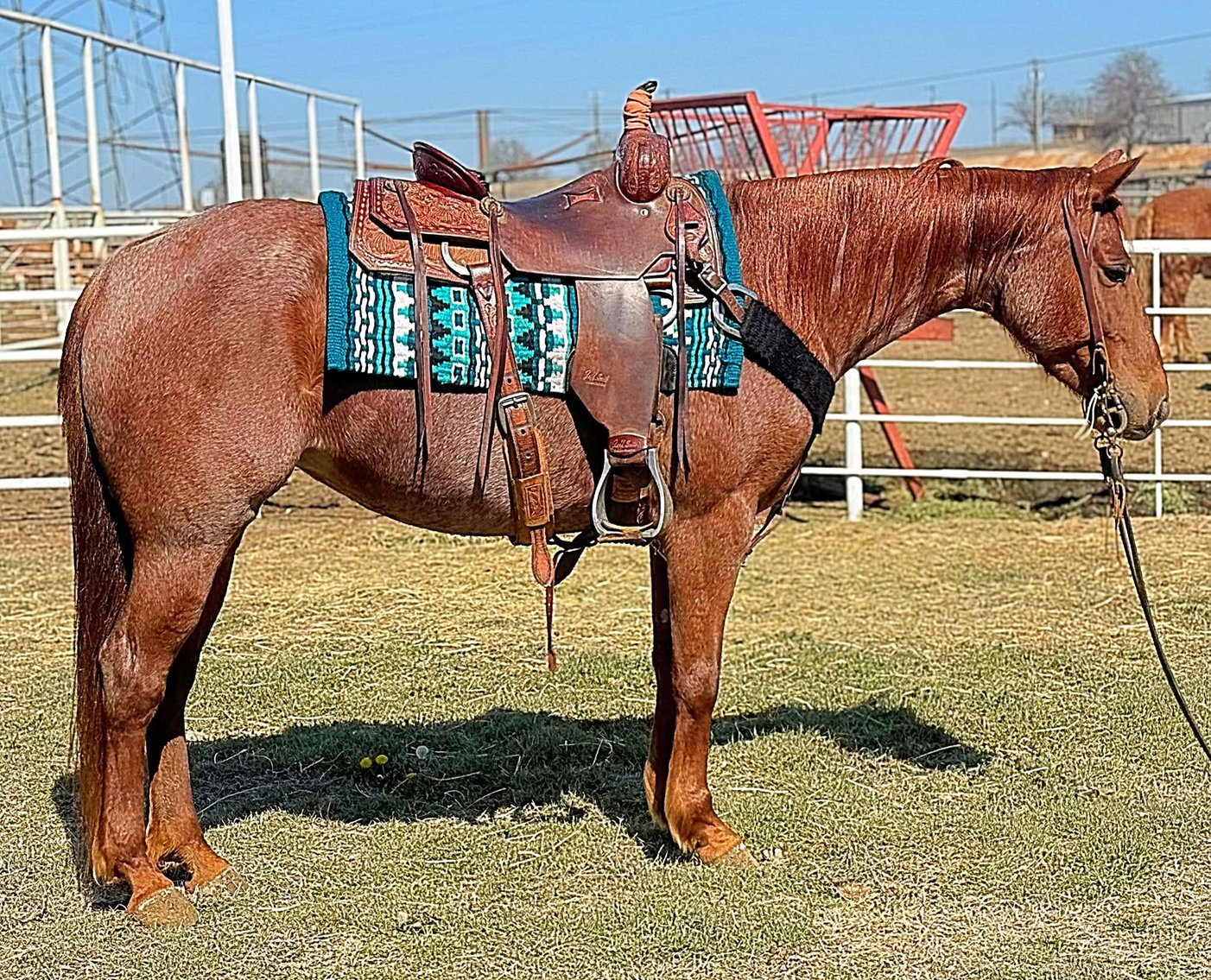 Image for Springfield Livestock Horse Sale FRIDAY FEBRUARY 28TH - Springfield, MO