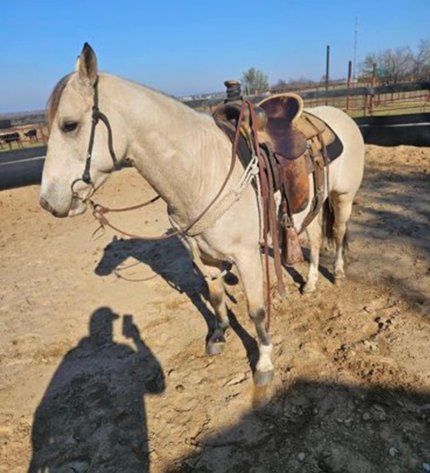 Image for Corsica Horse Sales Catalog Sale - SATURDAY, MARCH 1ST - Corsica, South Dakota