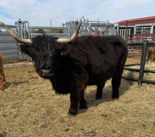 Image for Jones Livestock Auction THURSDAY MARCH 6TH -  Jones, Oklahoma