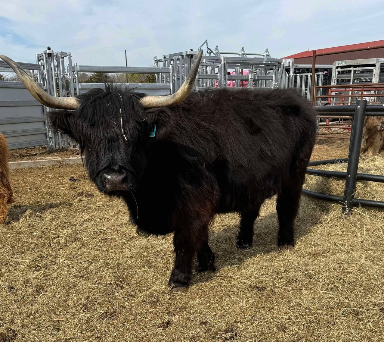 Image for Jones Livestock Auction THURSDAY MARCH 6TH -  Jones, Oklahoma