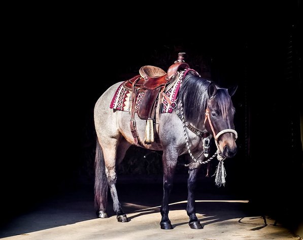 Image for NPEC Mount Up Spring Sale - New Paris, Indiana - SALE DAY SATURDAY, APRIL 5TH