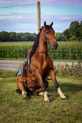 Image for NPEC Mount Up Spring Sale - New Paris, Indiana - SALE DAY SATURDAY, APRIL 5TH