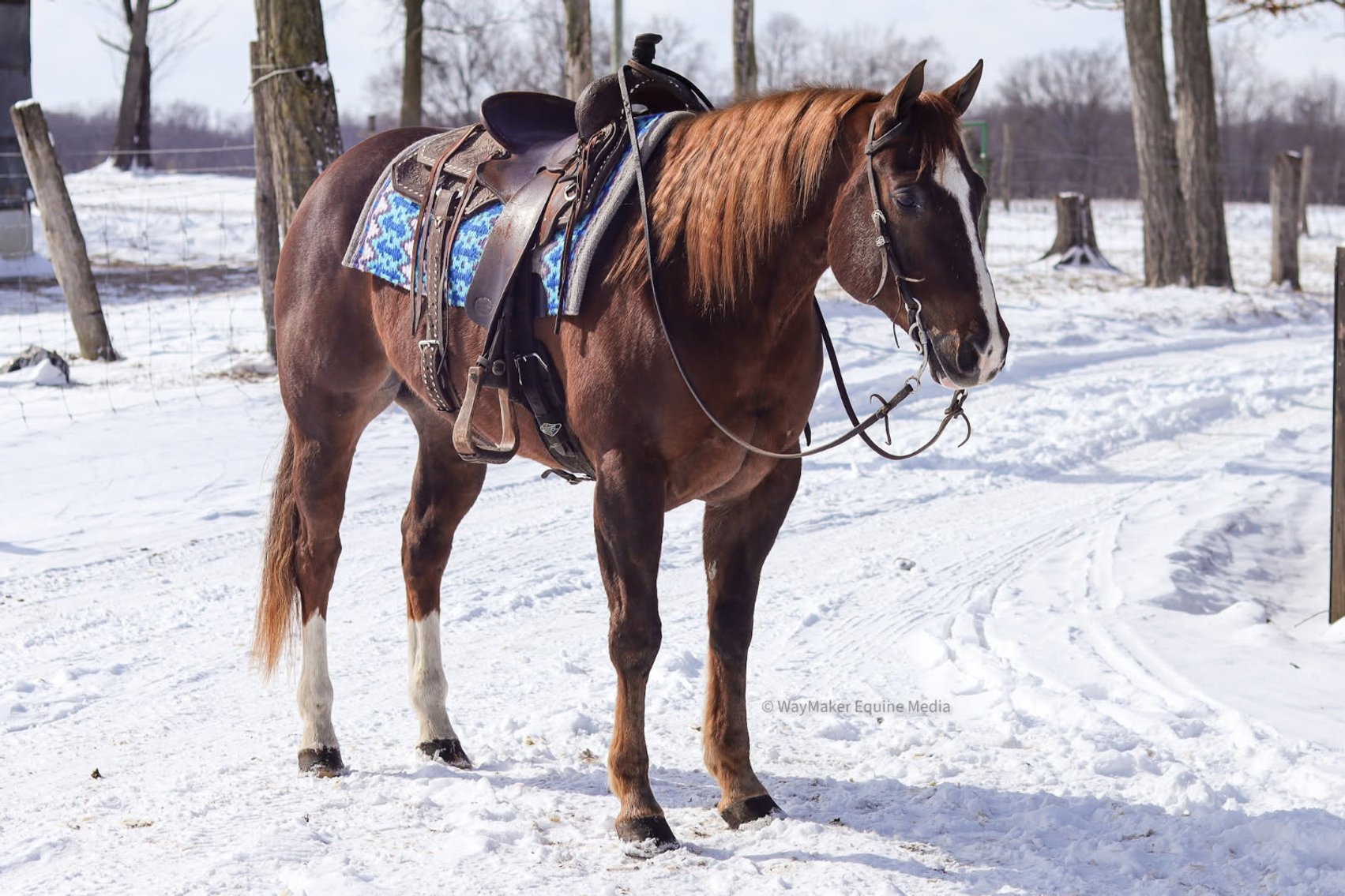 Image for NPEC Mount Up Spring Sale - New Paris, Indiana - SALE DAY SATURDAY, APRIL 5TH