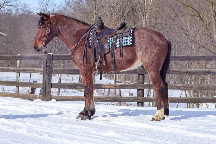 Image for NPEC Mount Up Spring Sale - New Paris, Indiana - SALE DAY SATURDAY, APRIL 5TH