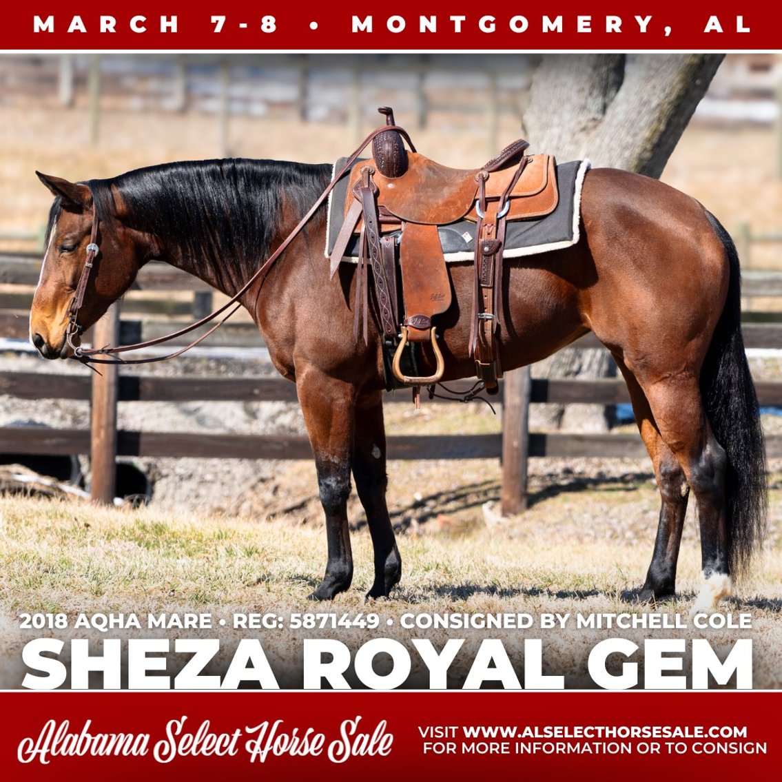 Image for Alabama Select Horse Sale - SATURDAY, MARCH 8TH - Montgomery, AL