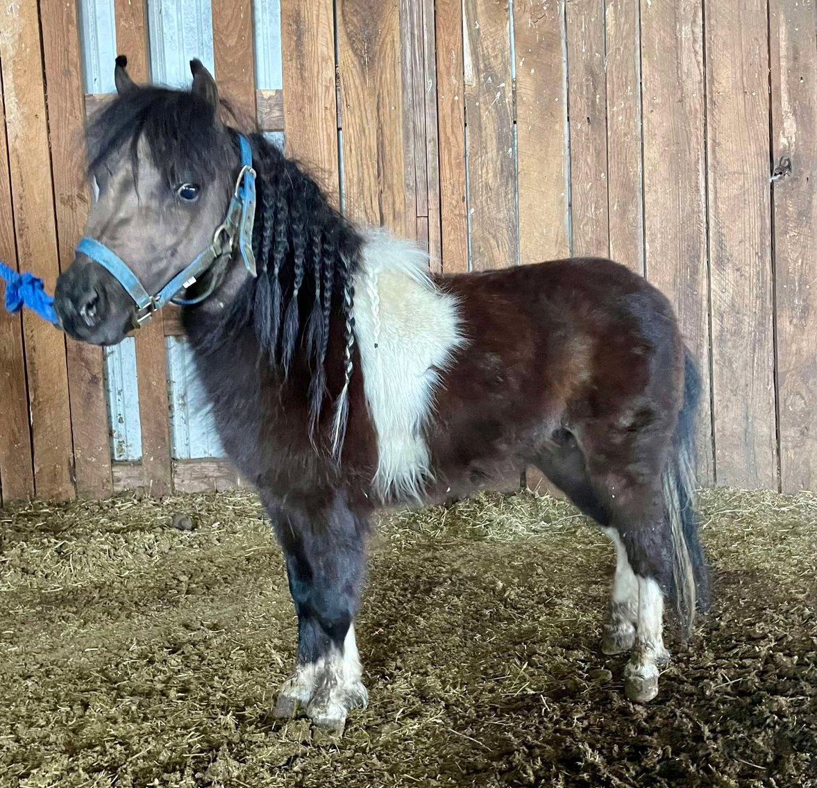 Image for Jones Livestock Auction MONTHLY HORSE & TACK SALE!   SATURDAY, MARCH 8TH!