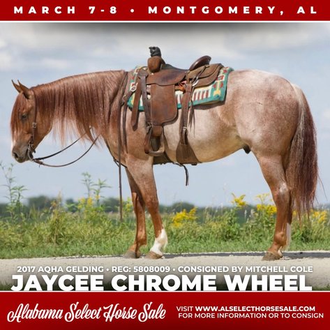 Image for Alabama Select Horse Sale - SATURDAY, MARCH 8TH - Montgomery, AL