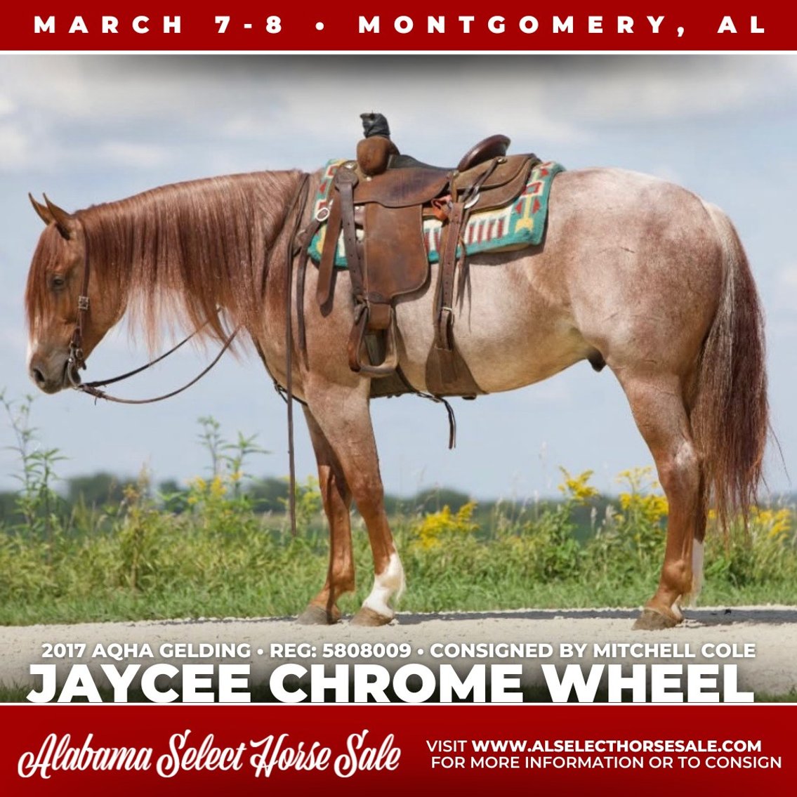 Image for Alabama Select Horse Sale - SATURDAY, MARCH 8TH - Montgomery, AL