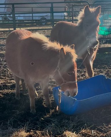 Image for Interstate Regional Stockyards Horse Sale - Cuba, Missouri WEDNESDAY MARCH 19TH