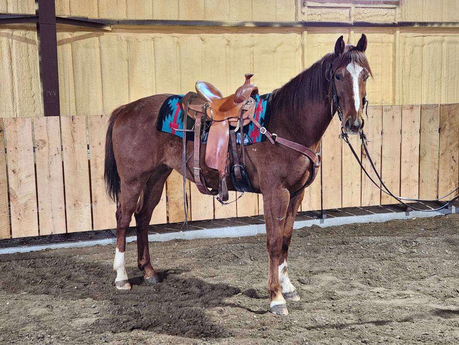 Image for Springfield Livestock SPECIAL Horse Sale DAY ONE - FRIDAY, MARCH 28TH - Springfield, MO