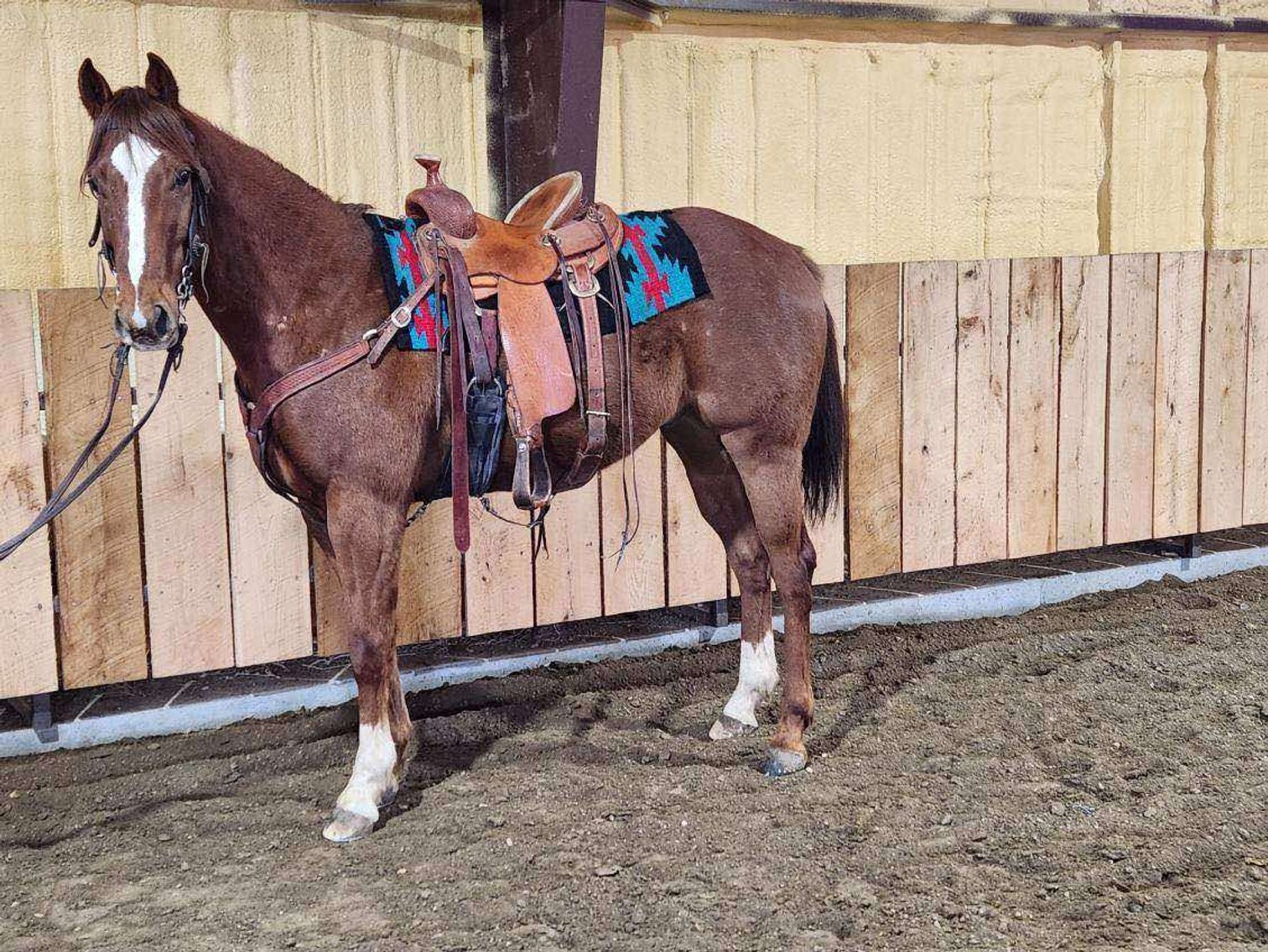 Image for Springfield Livestock SPECIAL Horse Sale DAY ONE - FRIDAY, MARCH 28TH - Springfield, MO
