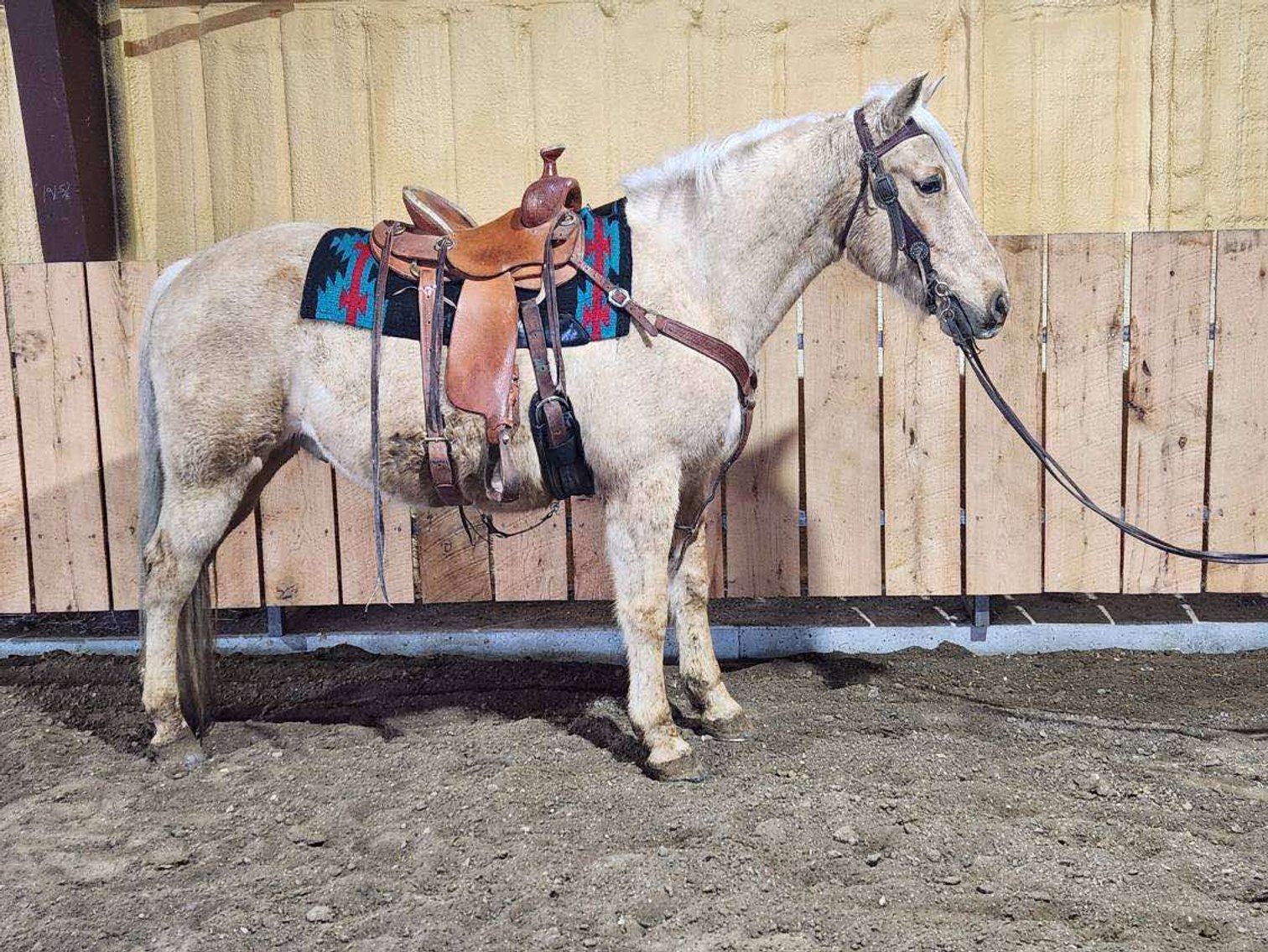 Image for Springfield Livestock SPECIAL Horse Sale DAY TWO - SATURDAY, MARCH 29TH - Springfield, MO