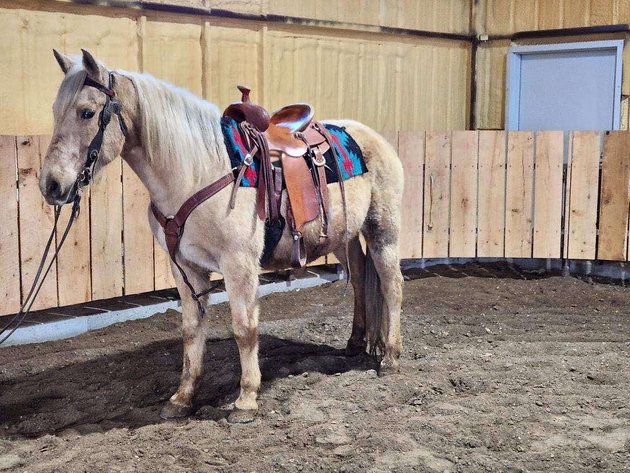 Image for Springfield Livestock SPECIAL Horse Sale DAY TWO - SATURDAY, MARCH 29TH - Springfield, MO