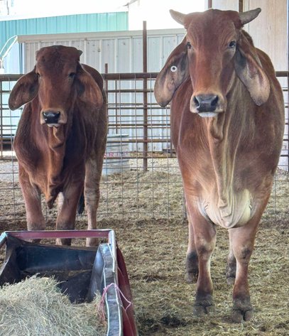 Image for Jones Livestock Auction THURSDAY MARCH 6TH -  Jones, Oklahoma