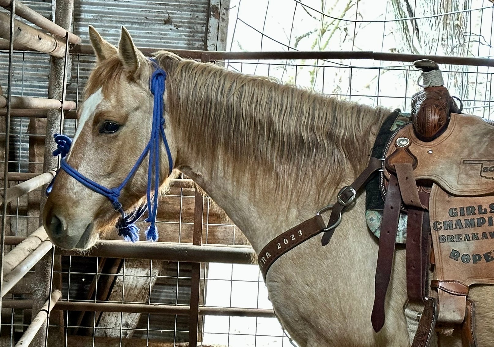 Image for Jones Livestock Auction MONTHLY HORSE & TACK SALE!   SATURDAY, MARCH 8TH!