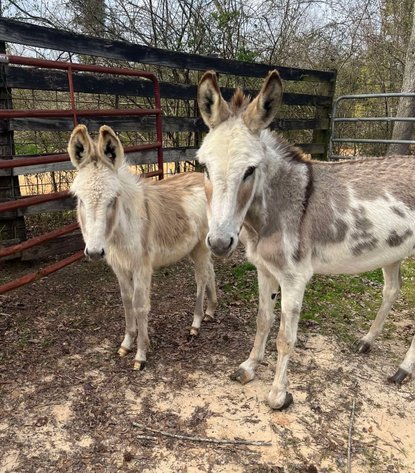 Image for Mize Horse Sale  - SATURDAY, MARCH 29TH - Mize, Mississippi