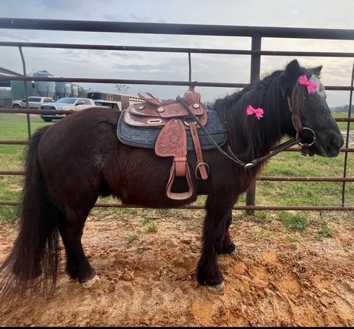 Image for Southwest Horse Sale Spring Catalog Sale - SATURDAY MARCH 22ND - Bush, LA