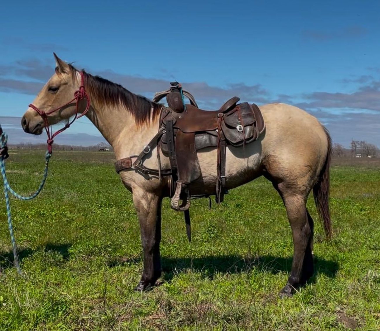 Image for Southwest Horse Sale Spring Catalog Sale - SATURDAY MARCH 22ND - Bush, LA